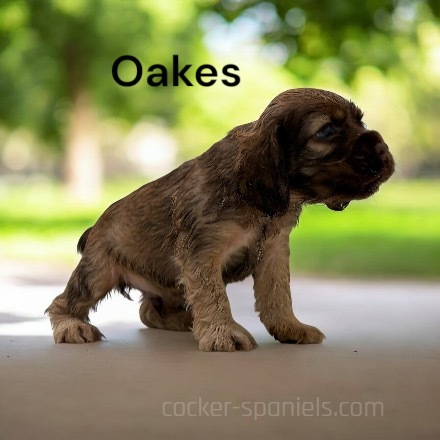 puppy, for, sale, Cocker Spaniel, Joe & Cherri  Overlease, dog, breeder, Miller, MO, dog-breeder, puppy-for-sale, forsale, nearby, find, puppyfind, locator, puppylocator, aca
